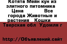 Котята Мейн-кун из элитного питомника › Цена ­ 20 000 - Все города Животные и растения » Кошки   . Тверская обл.,Удомля г.